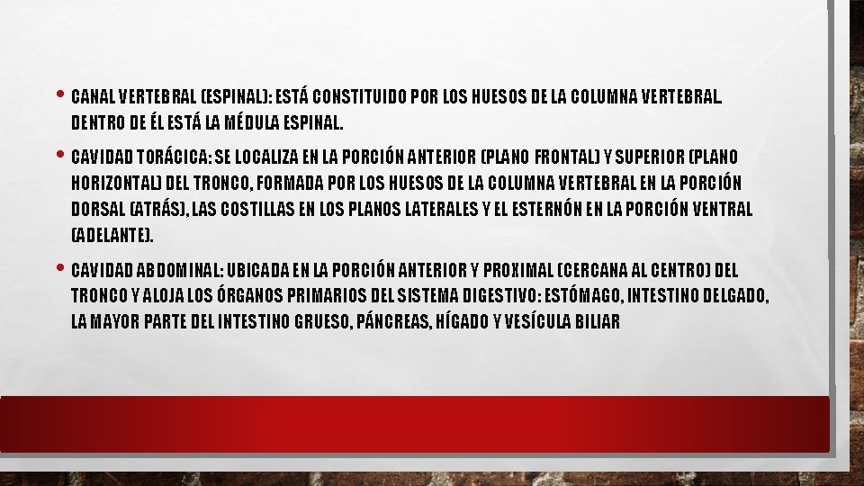  • CANAL VERTEBRAL (ESPINAL): ESTÁ CONSTITUIDO POR LOS HUESOS DE LA COLUMNA VERTEBRAL.