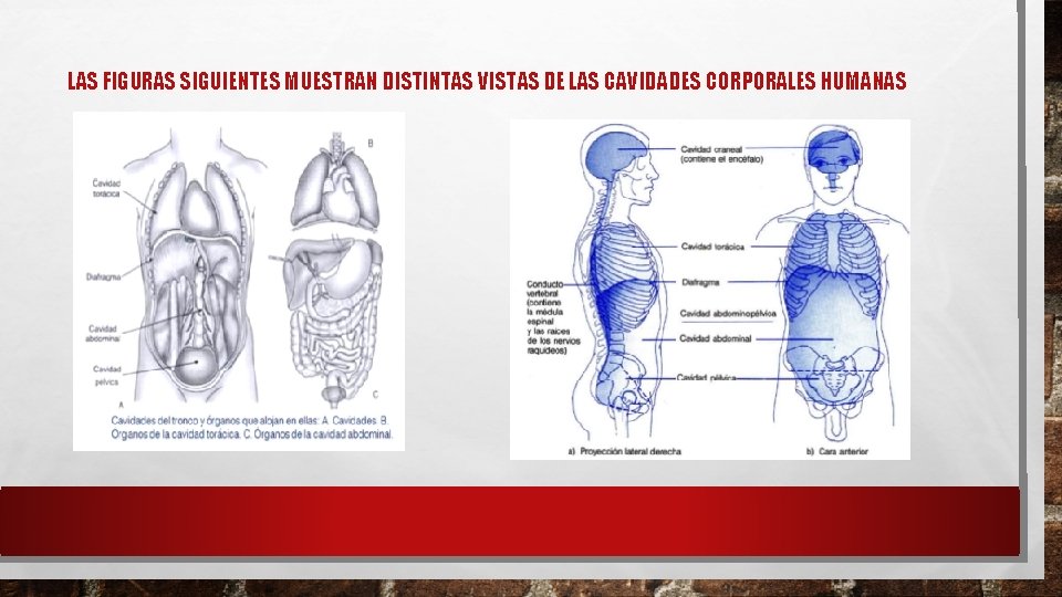 LAS FIGURAS SIGUIENTES MUESTRAN DISTINTAS VISTAS DE LAS CAVIDADES CORPORALES HUMANAS 