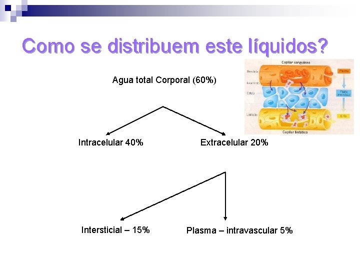 Como se distribuem este líquidos? Agua total Corporal (60%) Intracelular 40% Intersticial – 15%