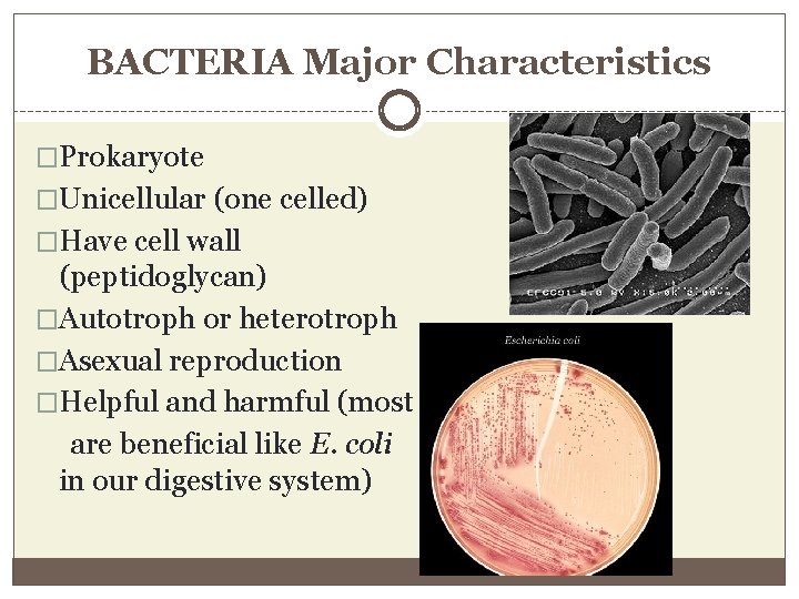 BACTERIA Major Characteristics �Prokaryote �Unicellular (one celled) �Have cell wall (peptidoglycan) �Autotroph or heterotroph