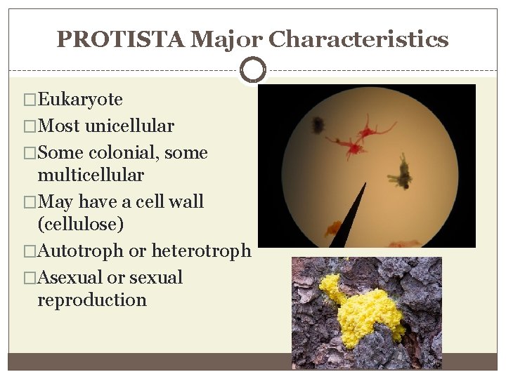PROTISTA Major Characteristics �Eukaryote �Most unicellular �Some colonial, some multicellular �May have a cell