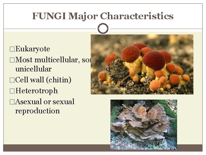 FUNGI Major Characteristics �Eukaryote �Most multicellular, some unicellular �Cell wall (chitin) �Heterotroph �Asexual or