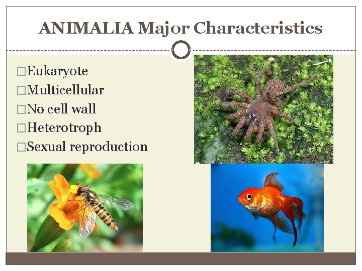 ANIMALIA Major Characteristics �Eukaryote �Multicellular �No cell wall �Heterotroph �Sexual reproduction 