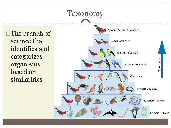 Taxonomy �The branch of science that identifies and categorizes organisms based on similarities 