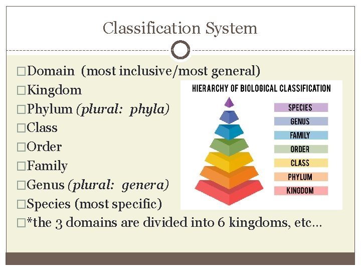 Classification System �Domain (most inclusive/most general) �Kingdom �Phylum (plural: phyla) �Class �Order �Family �Genus