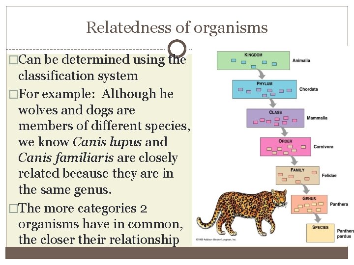 Relatedness of organisms �Can be determined using the classification system �For example: Although he