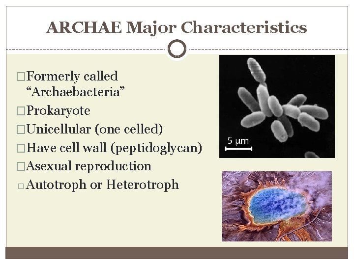 ARCHAE Major Characteristics �Formerly called “Archaebacteria” �Prokaryote �Unicellular (one celled) �Have cell wall (peptidoglycan)