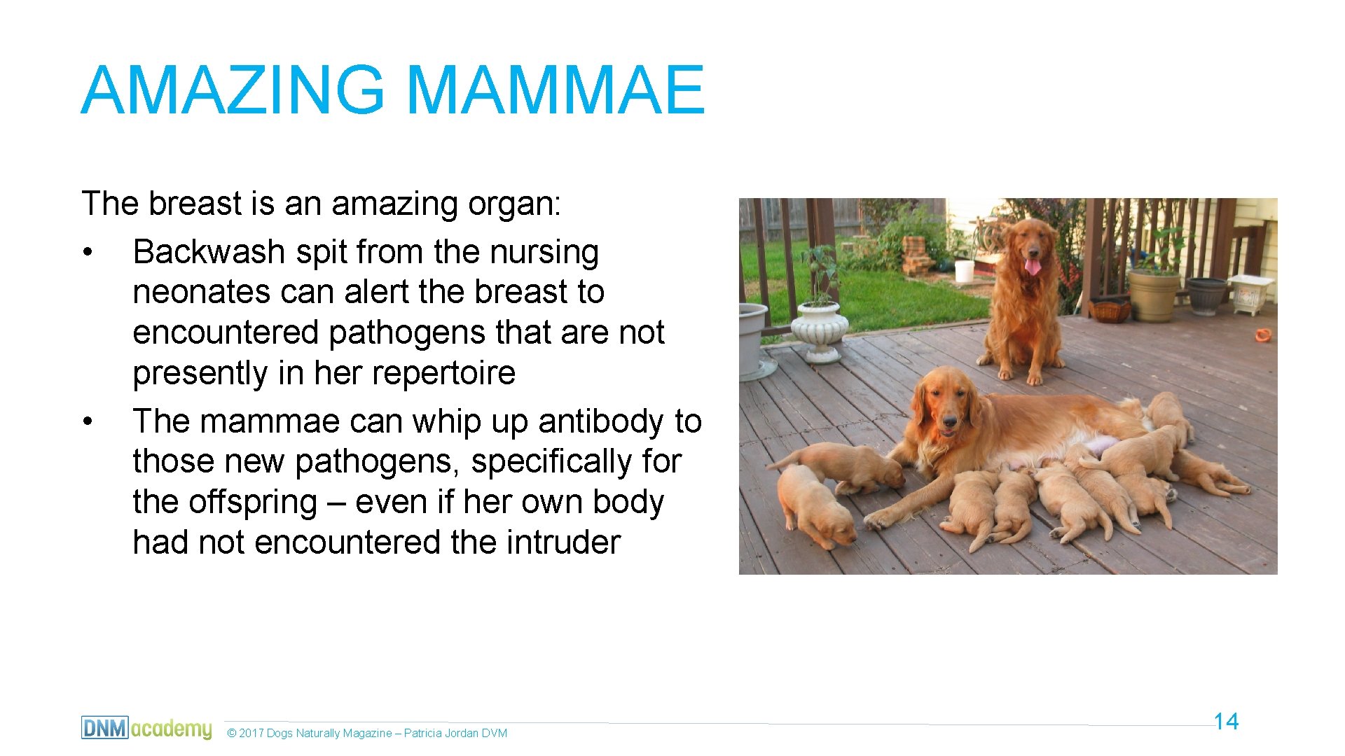 AMAZING MAMMAE The breast is an amazing organ: • Backwash spit from the nursing
