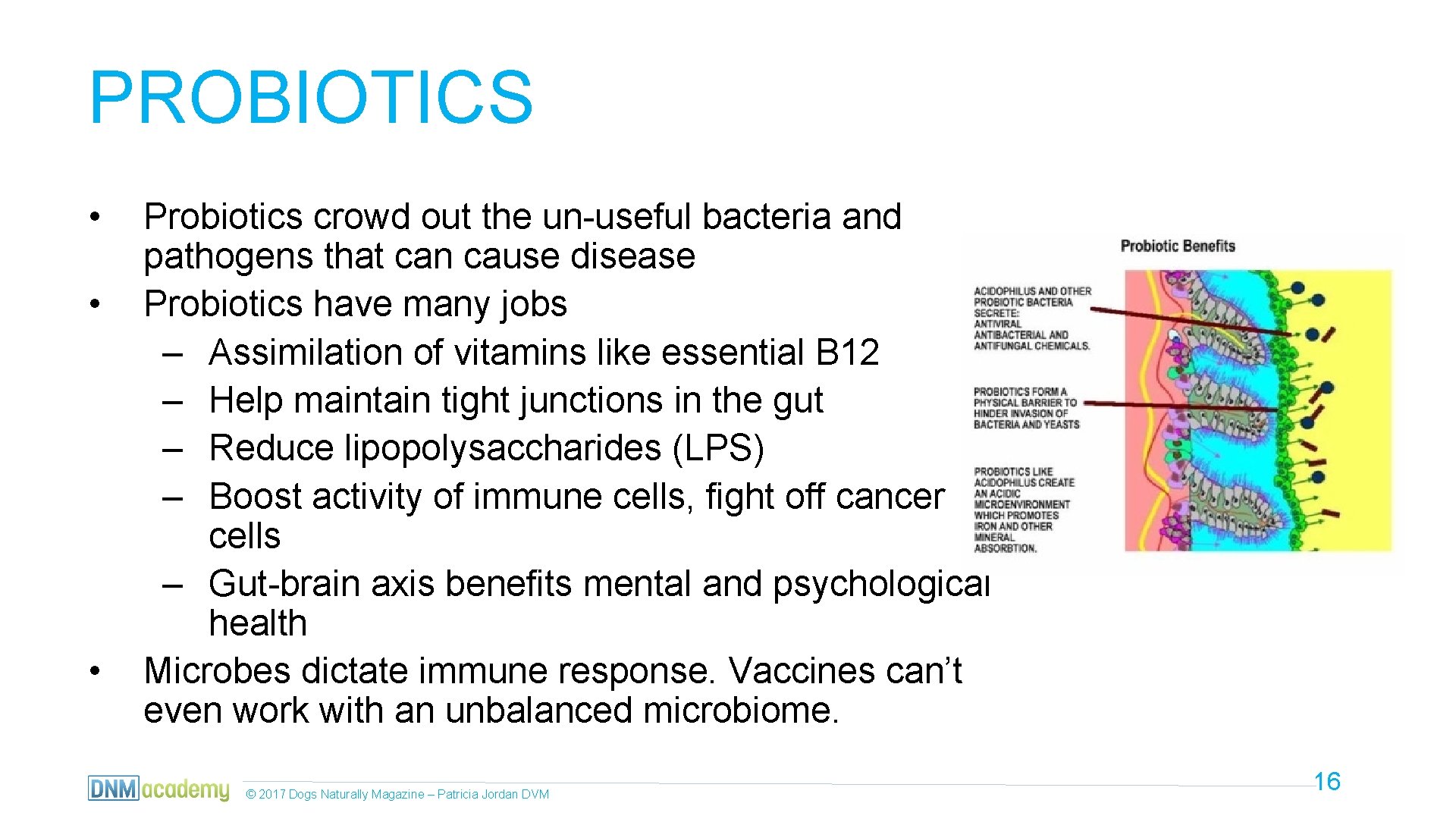 PROBIOTICS • • • Probiotics crowd out the un-useful bacteria and pathogens that can