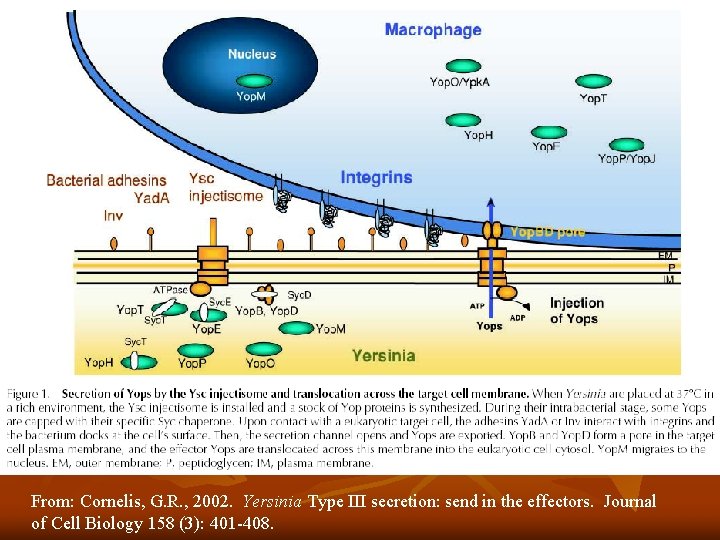 From: Cornelis, G. R. , 2002. Yersinia Type III secretion: send in the effectors. From: Cornelis, G. R. , 2002. Yersinia Type III secretion: send in the effectors.