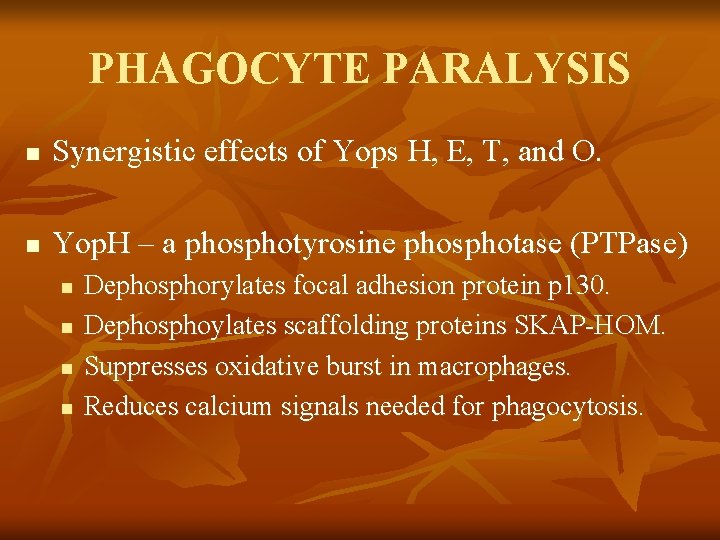 PHAGOCYTE PARALYSIS n Synergistic effects of Yops H, E, T, and O. n Yop. PHAGOCYTE PARALYSIS n Synergistic effects of Yops H, E, T, and O. n Yop.