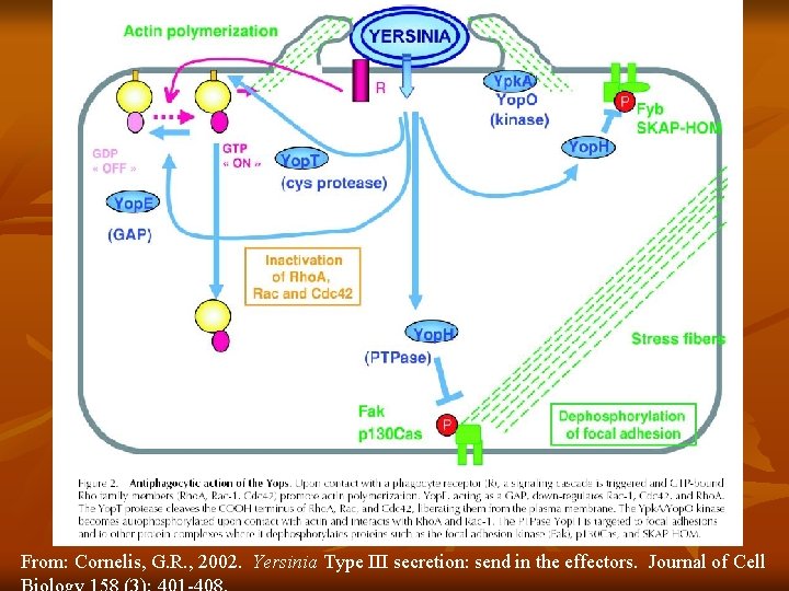 From: Cornelis, G. R. , 2002. Yersinia Type III secretion: send in the effectors.