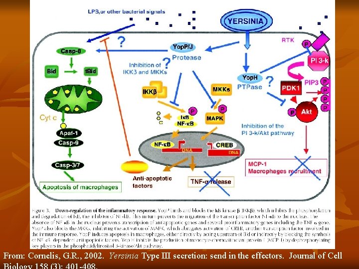 From: Cornelis, G. R. , 2002. Yersinia Type III secretion: send in the effectors. From: Cornelis, G. R. , 2002. Yersinia Type III secretion: send in the effectors.