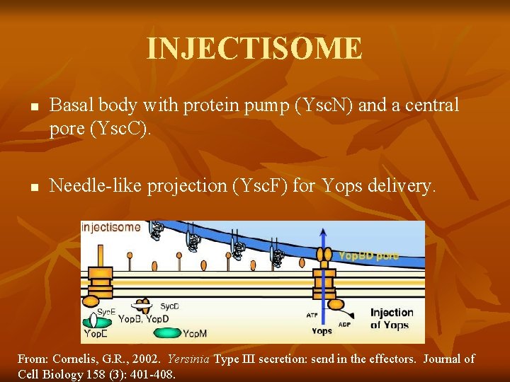 INJECTISOME n n Basal body with protein pump (Ysc. N) and a central pore INJECTISOME n n Basal body with protein pump (Ysc. N) and a central pore