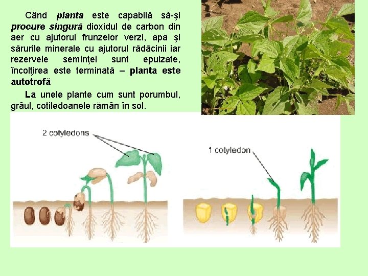 Când planta este capabilă să-şi procure singură dioxidul de carbon din aer cu ajutorul