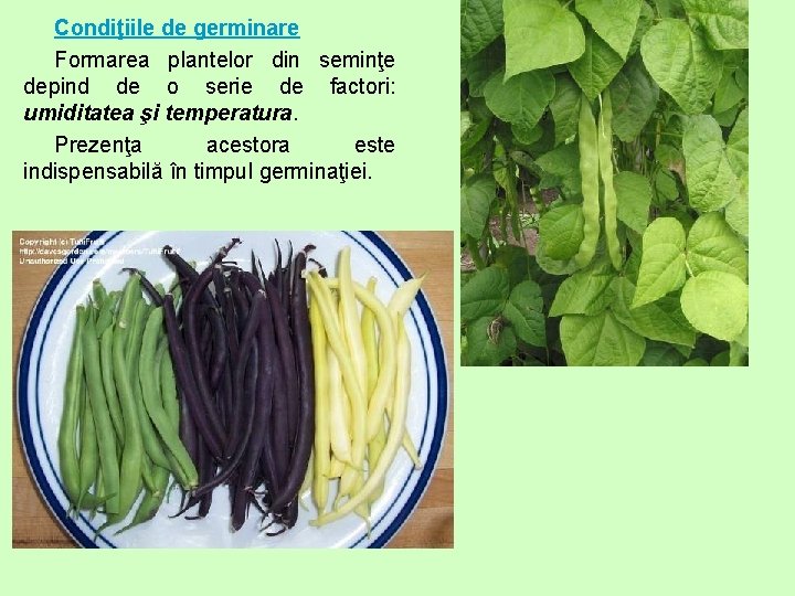 Condiţiile de germinare Formarea plantelor din seminţe depind de o serie de factori: umiditatea