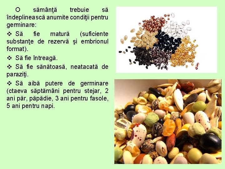 O sămânţă trebuie să îndeplinească anumite condiţii pentru germinare: v Să fie matură (suficiente