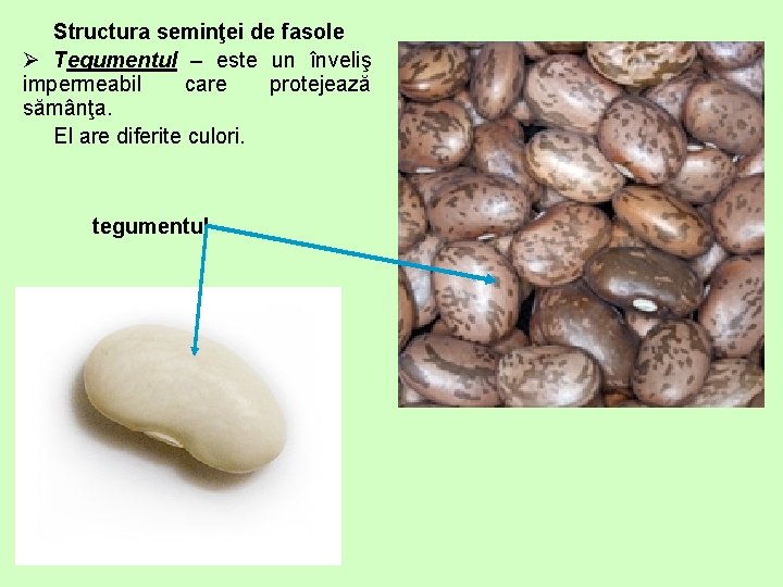 Structura seminţei de fasole Ø Tegumentul – este un înveliş impermeabil care protejează sămânţa.