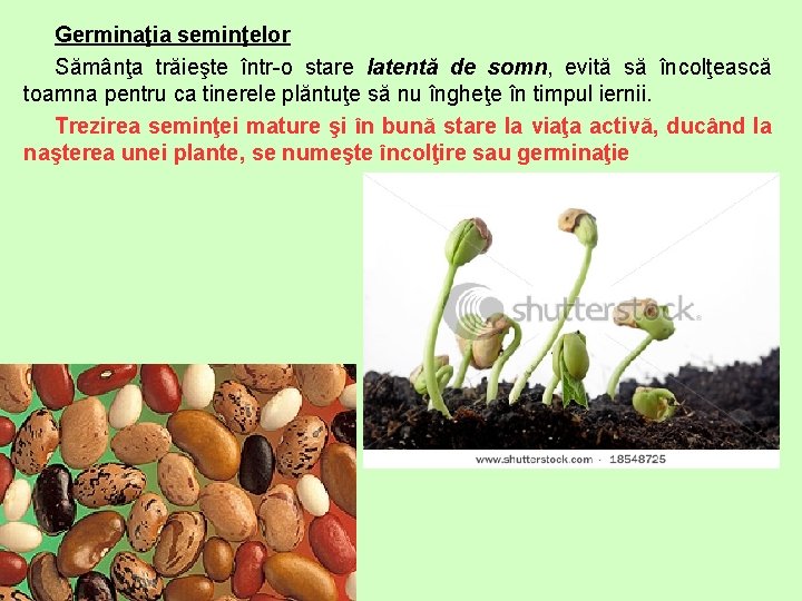 Germinaţia seminţelor Sămânţa trăieşte într-o stare latentă de somn, evită să încolţească toamna pentru