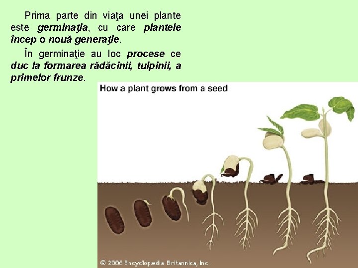 Prima parte din viaţa unei plante este germinaţia, cu care plantele încep o nouă