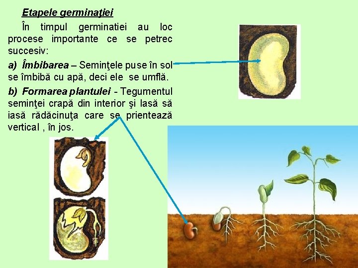 Etapele germinaţiei În timpul germinatiei au loc procese importante ce se petrec succesiv: a)