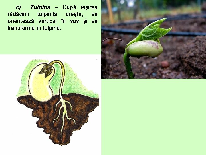 c) Tulpina – După ieşirea rădăcinii tulpiniţa creşte, se orientează vertical în sus şi