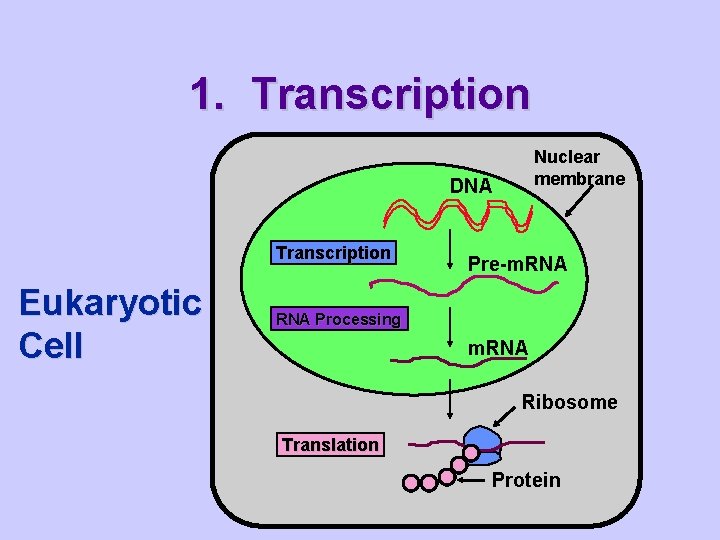 1. Transcription Nuclear membrane DNA Transcription Eukaryotic Cell Pre-m. RNA Processing m. RNA Ribosome
