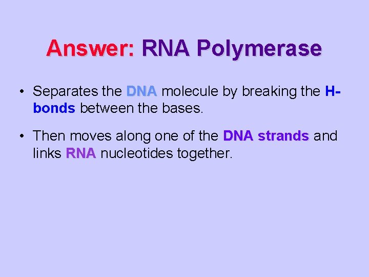 Answer: RNA Polymerase • Separates the DNA molecule by breaking the Hbonds between the