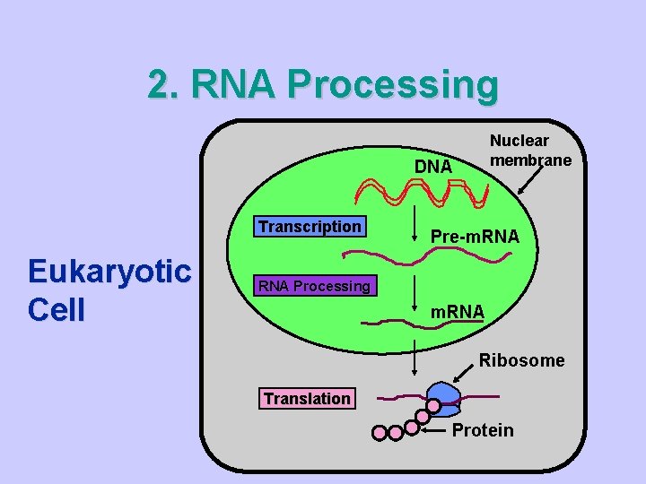 2. RNA Processing Nuclear membrane DNA Transcription Eukaryotic Cell Pre-m. RNA Processing m. RNA