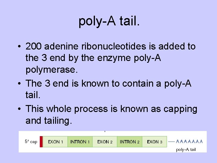 poly-A tail. • 200 adenine ribonucleotides is added to the 3 end by the