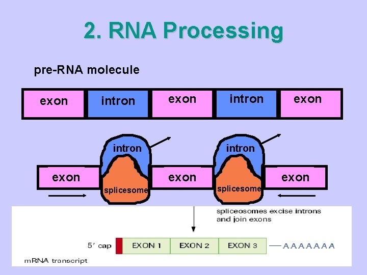 2. RNA Processing pre-RNA molecule exon intron exon splicesome exon Mature RNA molecule A-A-A