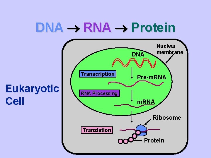DNA RNA Protein Nuclear membrane DNA Transcription Eukaryotic Cell Pre-m. RNA Processing m. RNA