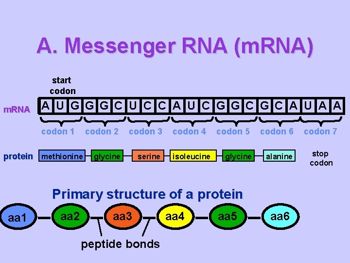 A. Messenger RNA (m. RNA) start codon m. RNA A U G G G
