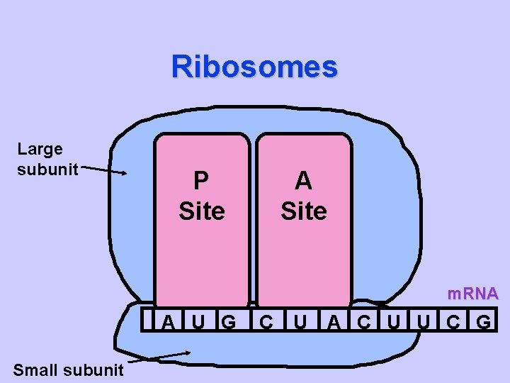 Ribosomes Large subunit P Site A Site m. RNA A U G Small subunit
