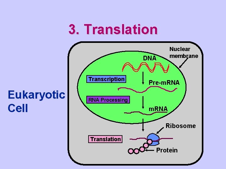 3. Translation Nuclear membrane DNA Transcription Eukaryotic Cell Pre-m. RNA Processing m. RNA Ribosome