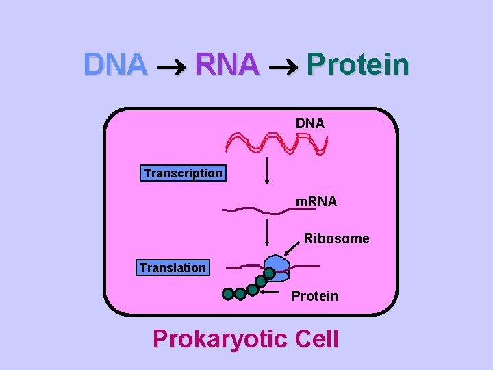 DNA RNA Protein DNA Transcription m. RNA Ribosome Translation Protein Prokaryotic Cell 