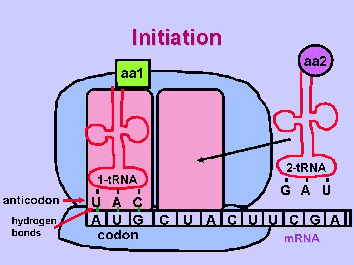 Initiation aa 1 1 -t. RNA anticodon hydrogen bonds U A C A U