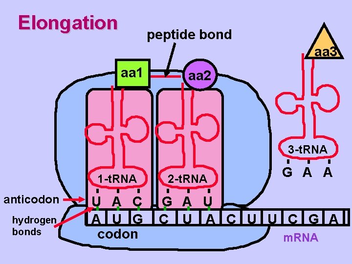 Elongation peptide bond aa 3 aa 1 aa 2 3 -t. RNA 1 -t.