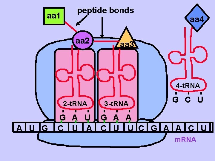aa 1 peptide bonds aa 2 aa 4 aa 3 4 -t. RNA 2