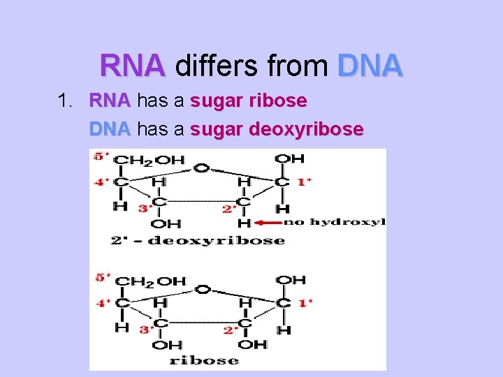RNA differs from DNA 1. RNA has a sugar ribose DNA has a sugar