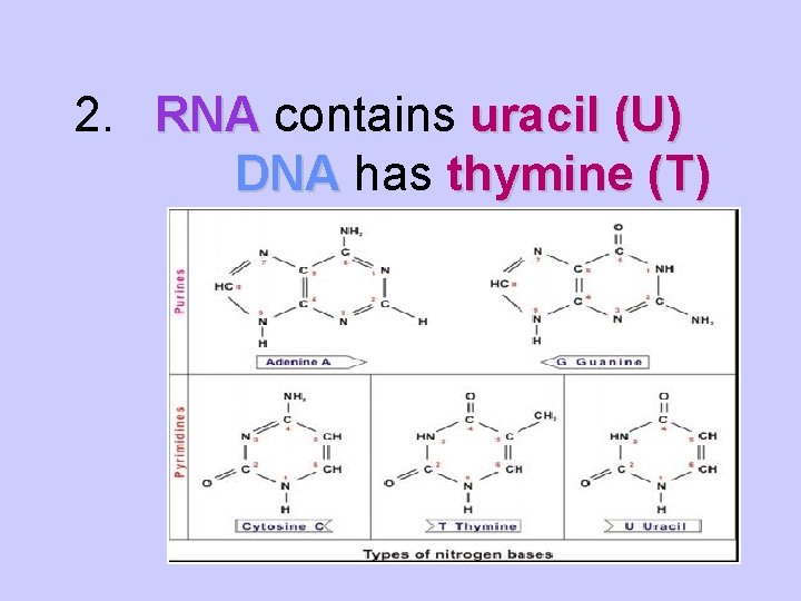 2. RNA contains uracil (U) DNA has thymine (T) 