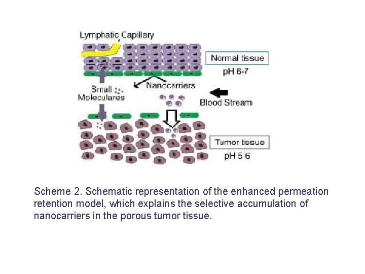 Scheme 2. Schematic representation of the enhanced permeation retention model, which explains the selective