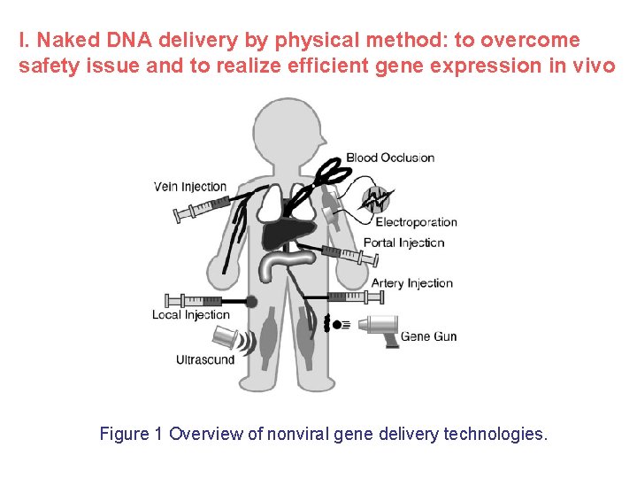 I. Naked DNA delivery by physical method: to overcome safety issue and to realize