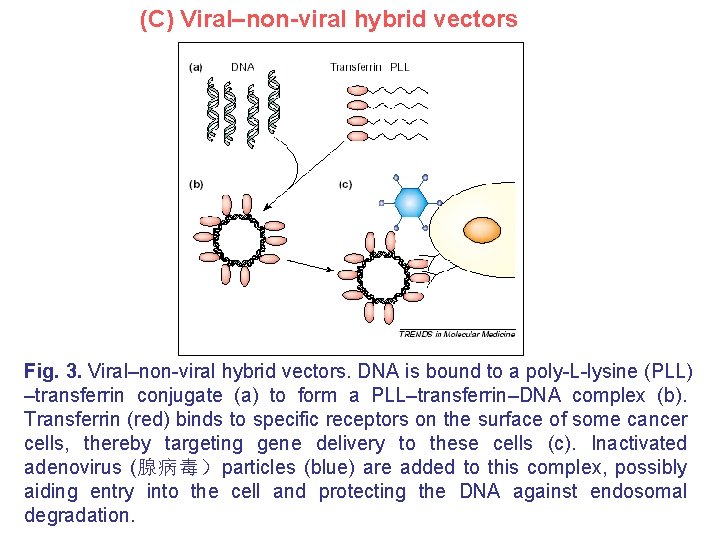 (C) Viral–non-viral hybrid vectors Fig. 3. Viral–non-viral hybrid vectors. DNA is bound to a