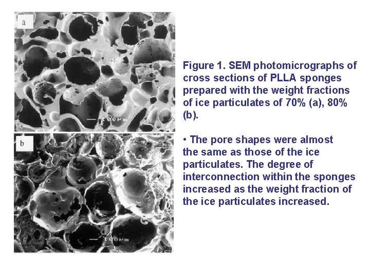 Figure 1. SEM photomicrographs of cross sections of PLLA sponges prepared with the weight