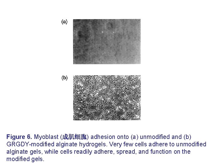 Figure 6. Myoblast (成肌细胞) adhesion onto (a) unmodified and (b) GRGDY-modified alginate hydrogels. Very