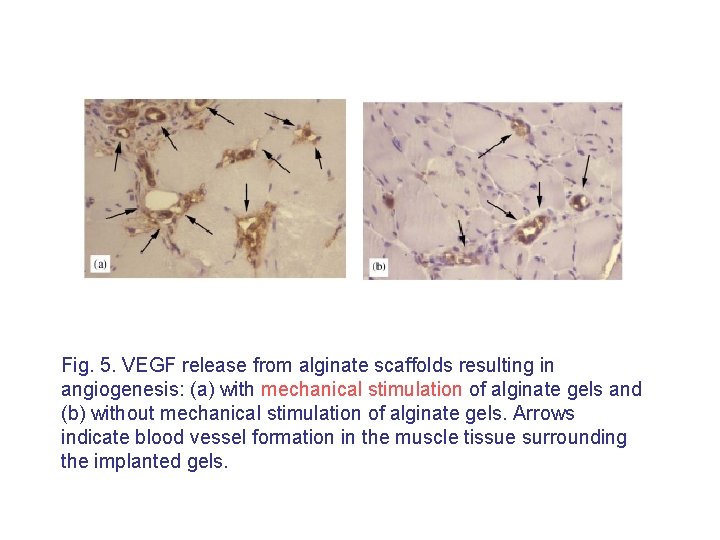 Fig. 5. VEGF release from alginate scaffolds resulting in angiogenesis: (a) with mechanical stimulation
