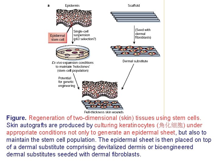 Figure. Regeneration of two-dimensional (skin) tissues using stem cells. Skin autografts are produced by