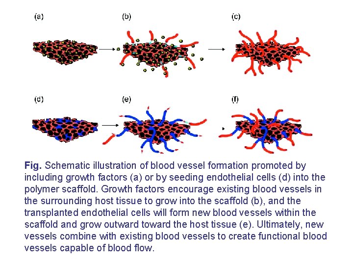 Fig. Schematic illustration of blood vessel formation promoted by including growth factors (a) or