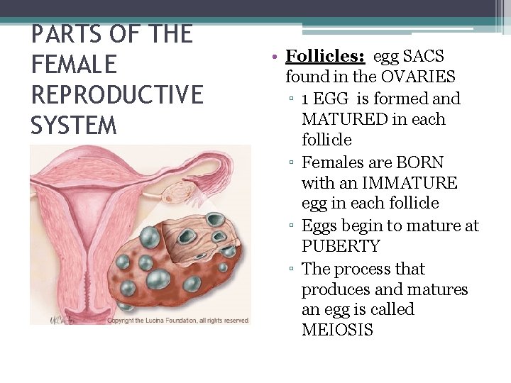 PARTS OF THE FEMALE REPRODUCTIVE SYSTEM • Follicles: egg SACS found in the OVARIES